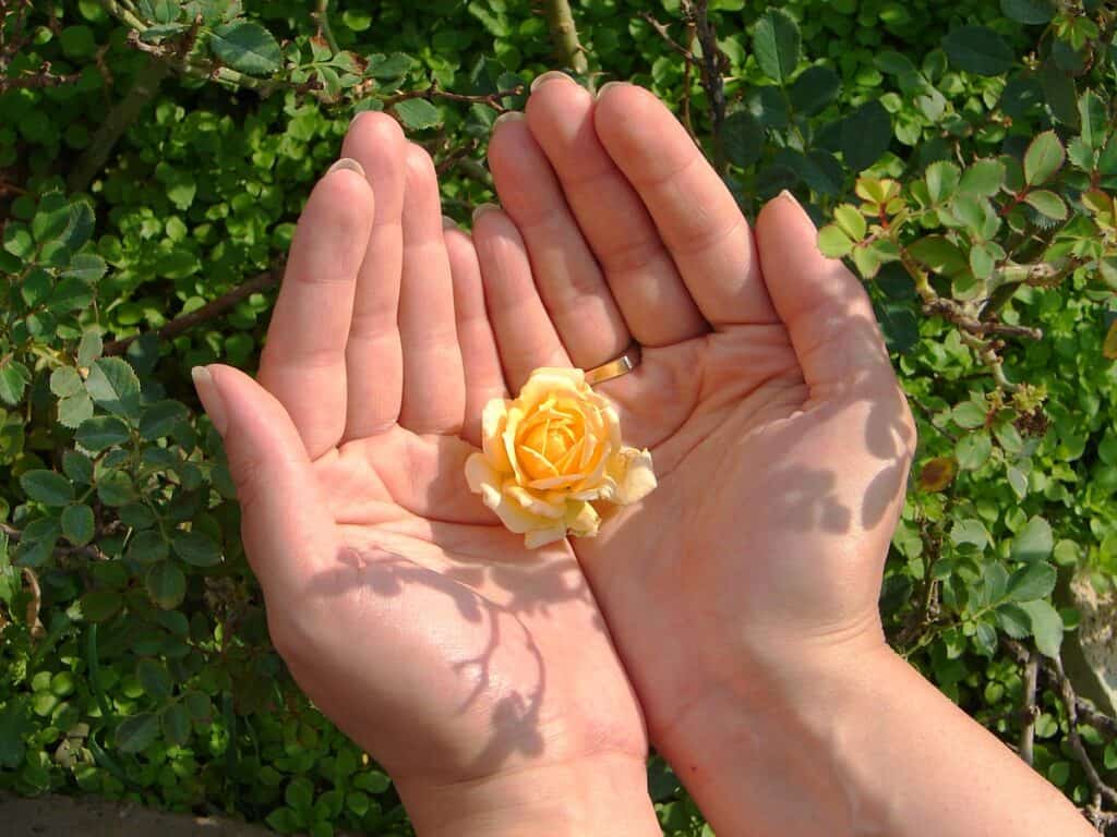 Image of two hands holding a flower blossom to illustrate a blog on the "Spirit of Giving"
